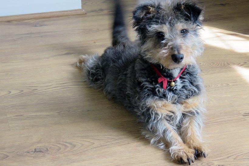 Terrier lying on the ground