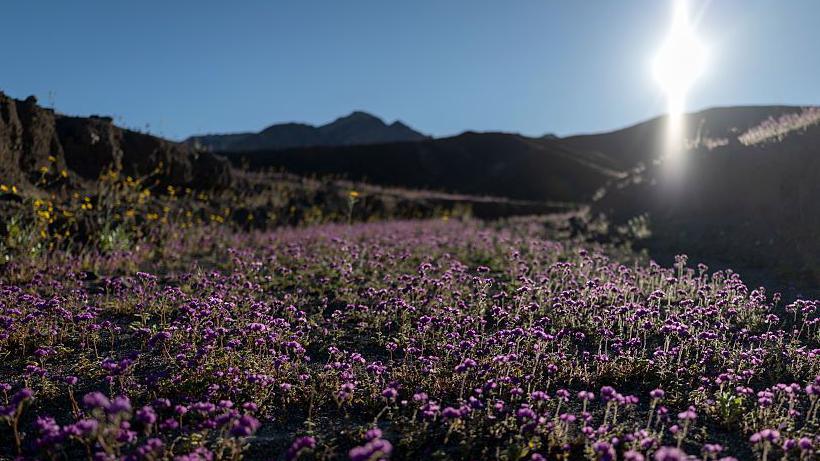 A sea of small purple flowers are blooming. Behind are jagged mountain tops and hills and the sun shines in a clear blue sky