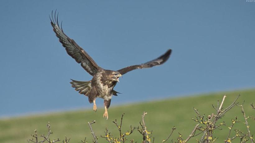 A buzzard flies, it is brown and has a large wing span, with its beak open, it is near a field and branches from a bush.