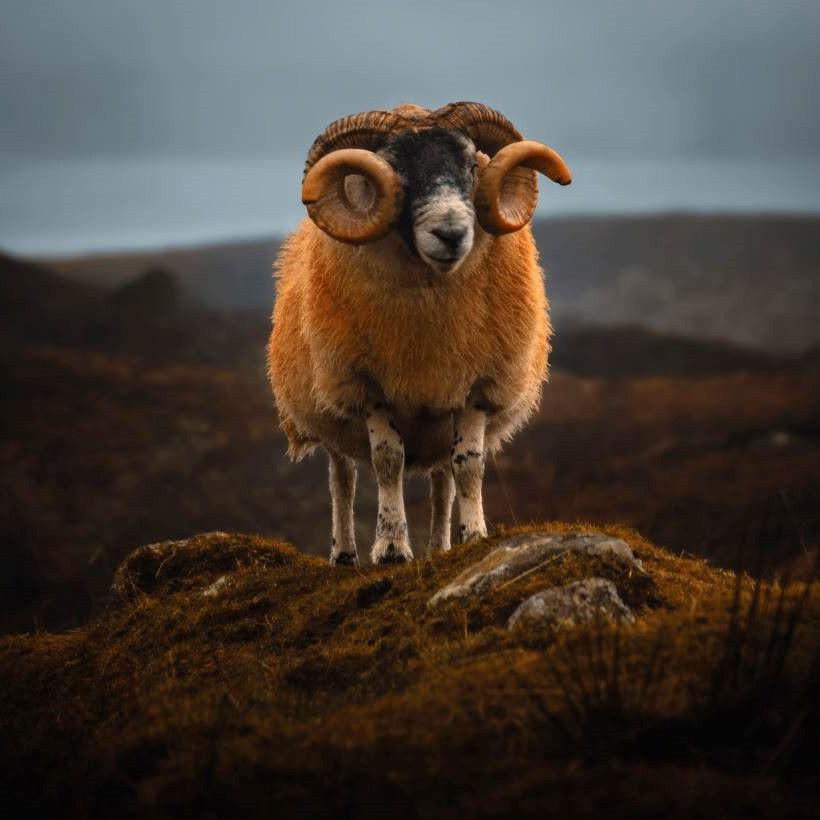 Ram with curled horns and yellow fleece standing in rocky countryside with dark sky behind.