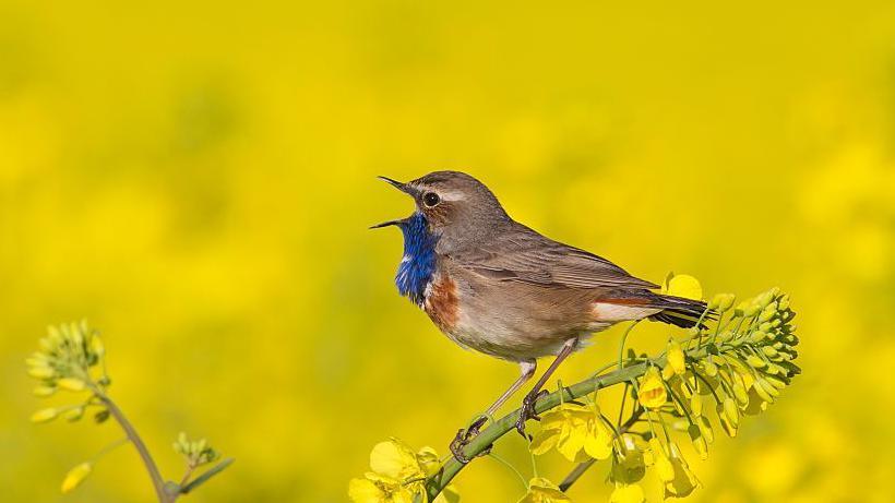 A mostly light brown bird with a blue chest is perched on a yellow rape seed plant branch and is calling out.