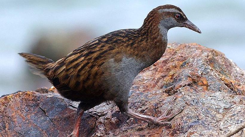 A photo of an indigenous Weka