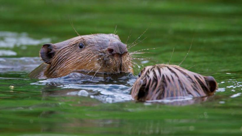 Beavers