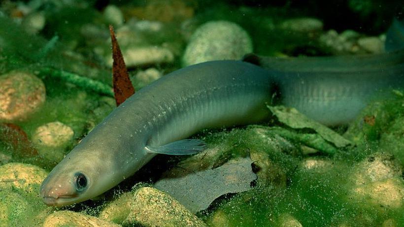 The European eel (this one pictured in Germany) 