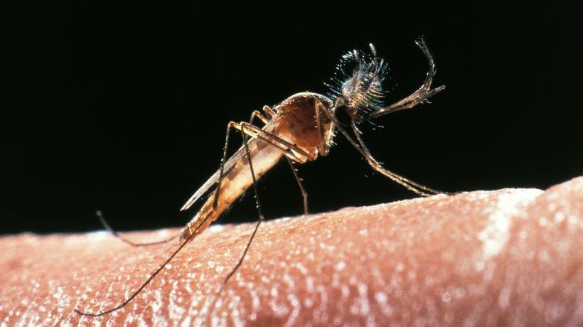 A mosquito crawls across flesh, with its mouthparts, or proboscis, extended