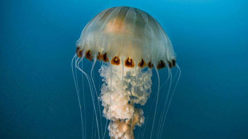 An upright compass jellyfish, with it's distinctive brown markings down the 'bell' of the jellyfish.