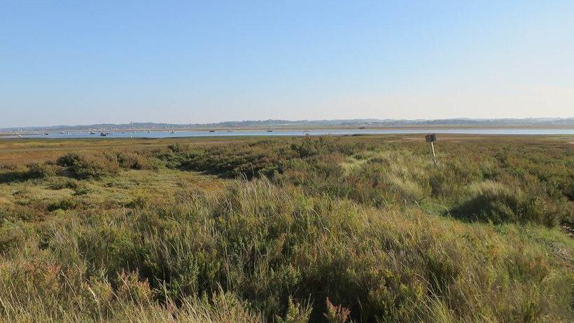 Marshland with thick grasses and vegetation. It is a sunny day and the sea can be seen in the distance. 