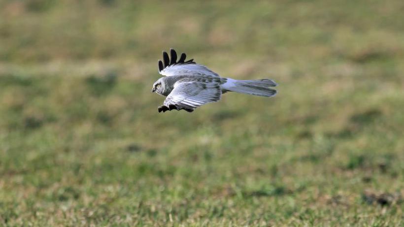 A male hen harrier pictured flying. It has a grey body with black tips on its wings.