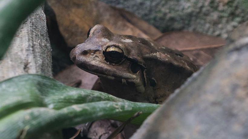 Frog behind a leaf.