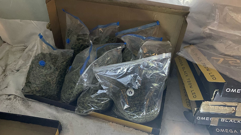 A close-up image of large plastic bags of cannabis. About 10 bags are placed within a cardboard boxes, with some more, unopened boxes placed on the right hand side of it.