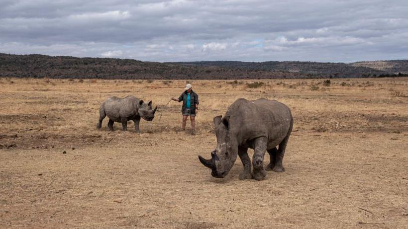 Two rhinos with a person standing in the middle of them