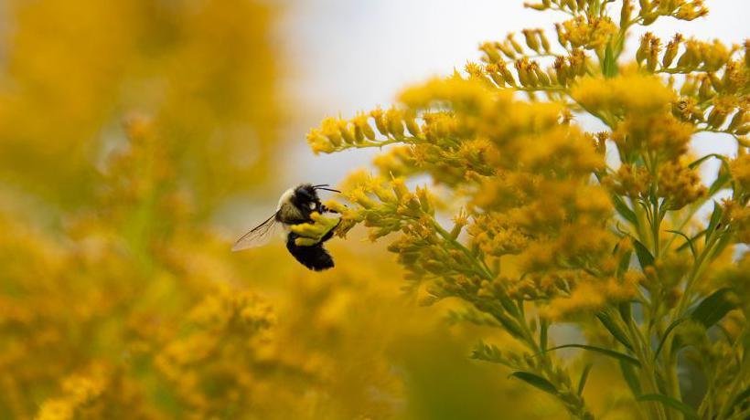 A bumblebee clings to a flower