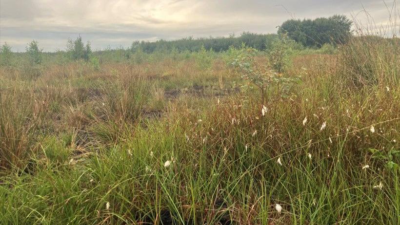 A close-up of peatland, including grasses and plants. Shrubs and trees stand in the distance.