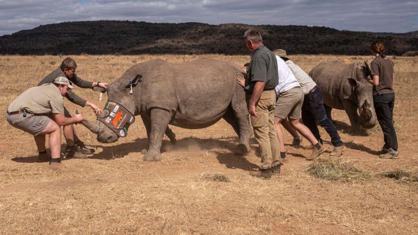 Rhino being pulled up after having chip put in