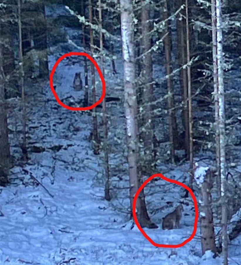 Two lynx seen in the distance in a forest