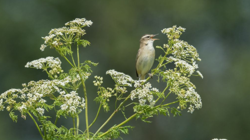 Sedge warbler, a small brown and white bird at Duxford in Oxfordshire sitting on a green and white plant.