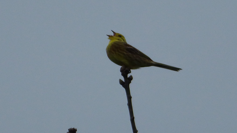 A yellow bird perches on the top of a branch and opens its beak while looking up at the sky.