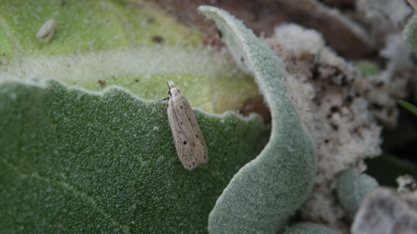 Norfolk Snout on leaf