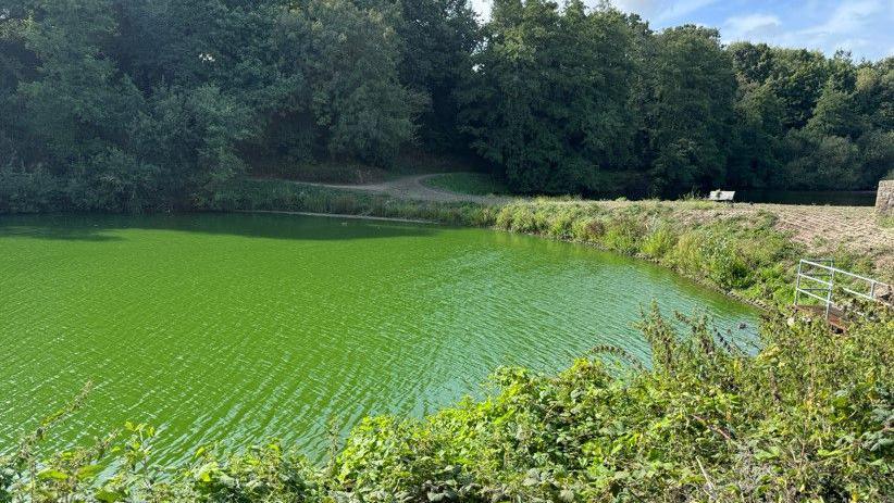 Bright green water can be seen, with trees and shrubs surrounding it.