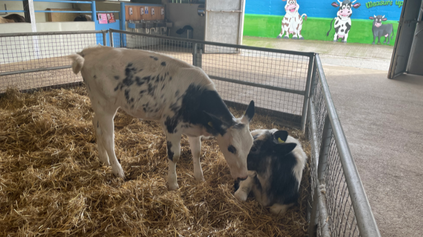 Mid shot image of two cows. The cows and bot black and white. One is lying down in the hay while the other is stood up. The farm animals are in a pen. 