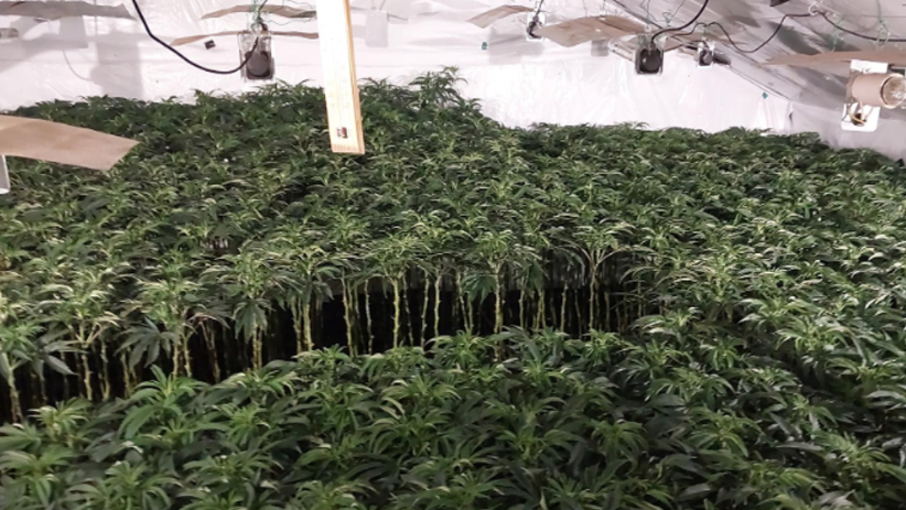 A large number of green plants are packed into a room, which appears to have foil on the ceiling on the walls as well as various pieces of equipment