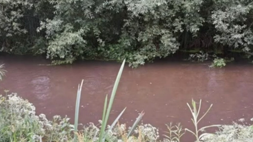 Dark brown polluted water in the River Kennet