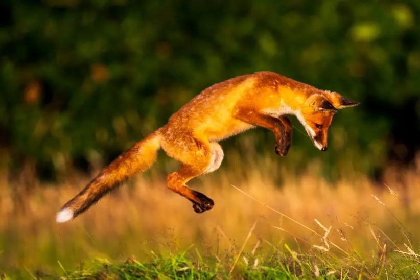 A photograph of a pouncing fox in a field of long grass.
