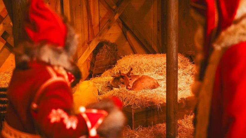 Two figures in red view Rudolph on a bed of straw