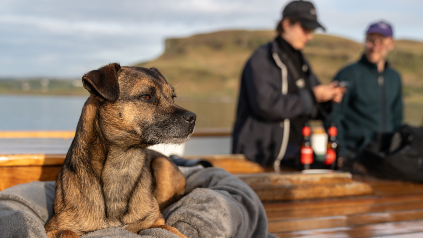 A black and tan dog lies in the sun on the deck of a traditional wooden sailing ship. 