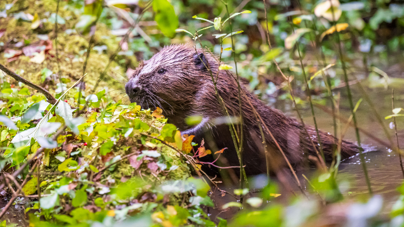 A brown beaver partially submerged in a river facing left. The beaver, Byrti, is surrounded by green plants.