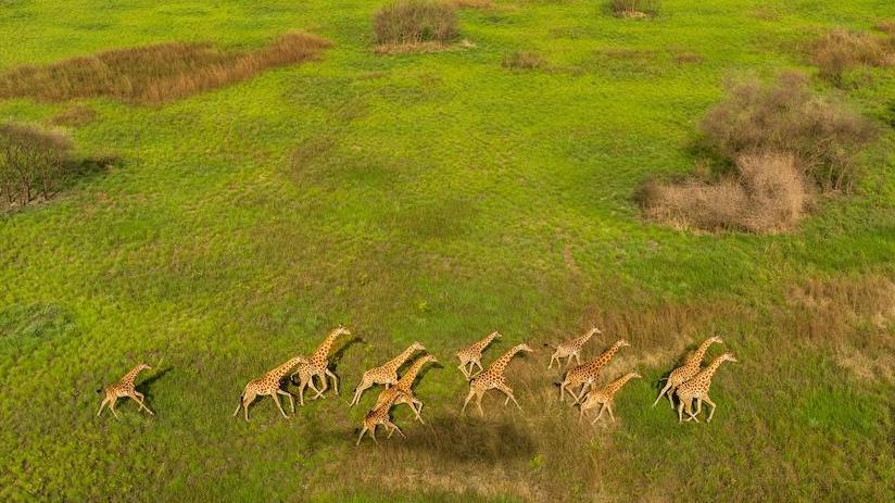 Giraffes travelling in a herd