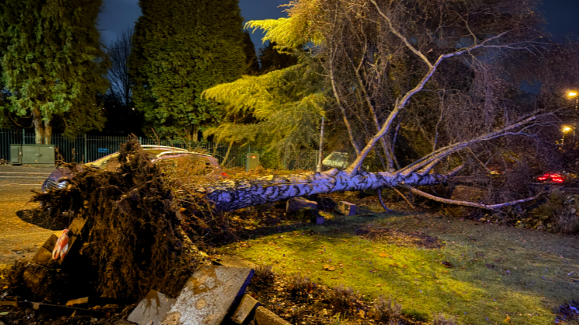 An uprooted tree lying in the street. The roots are showing against some paving slabs and the tree lies across the front of a garden. Behind it is a car with more trees, which have not been uprooted, behind it.