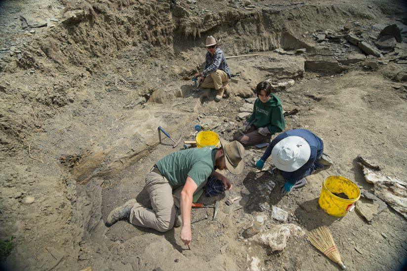 A top shot of researchers digging for fossils among rocks at a mass grave in a creek in Alberta, Canada.