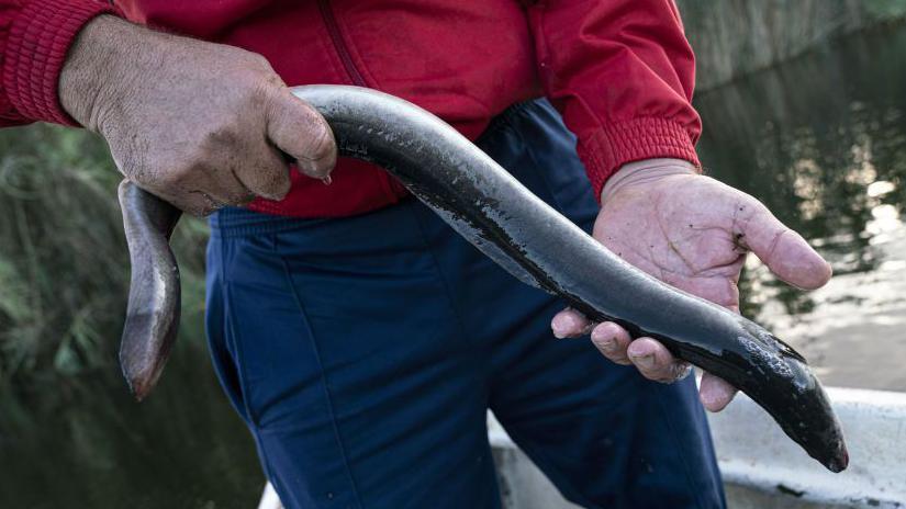 A man in a boat wearing a red jumper holding an eel is his hands