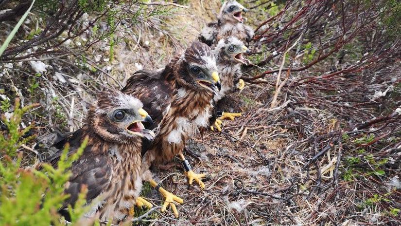 Four hen harrier chicks are standing together on the ground with their beaks open. They are all tagged.