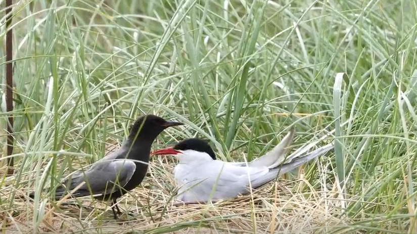 A Black tern and an Arctic tern