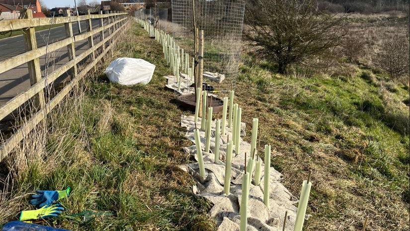 A row of freshly planted trees on a strip of green space next to a main road. 