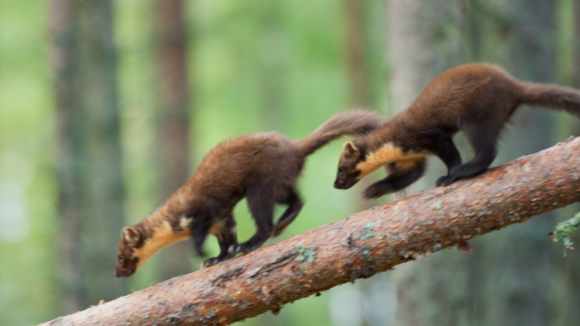 Two pine martens walk down a branch. The animals are in single file and have brown fur.