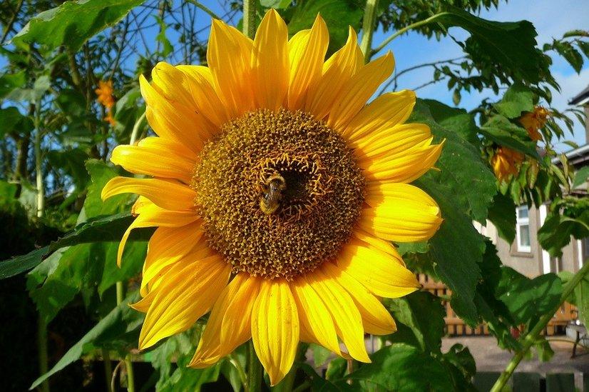 Sunflower