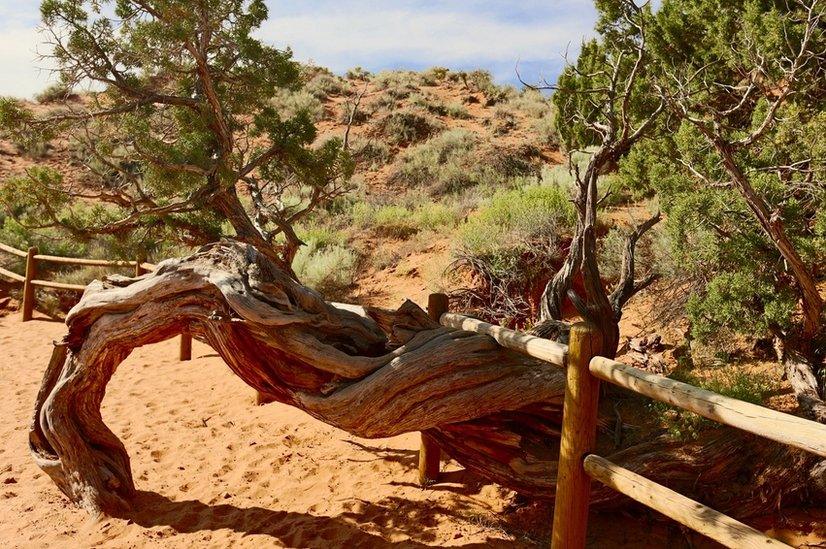 Tree in Utah