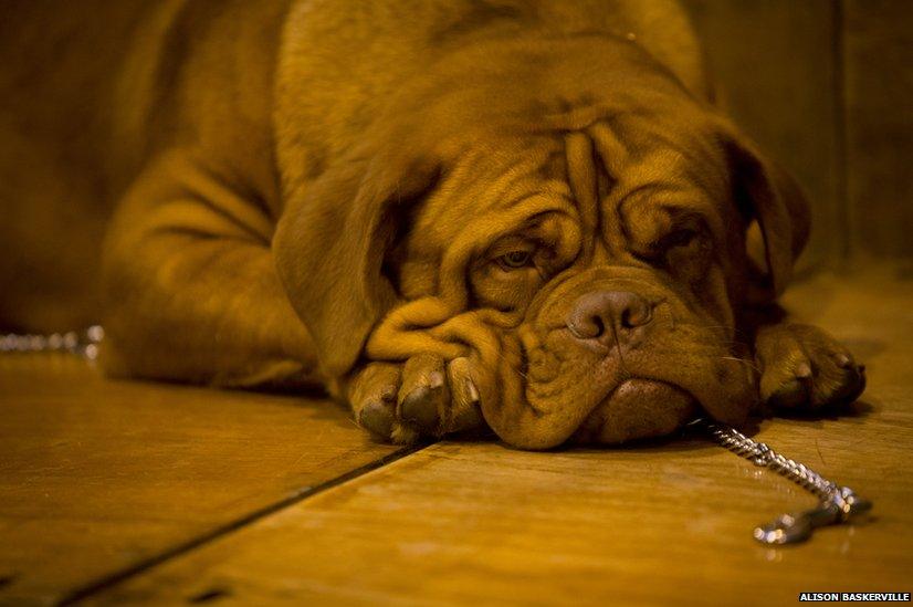 Mimi, a Dogue de Bordeaux