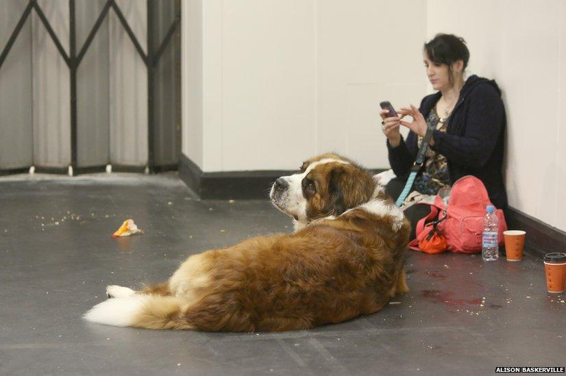 A giant St Bernard