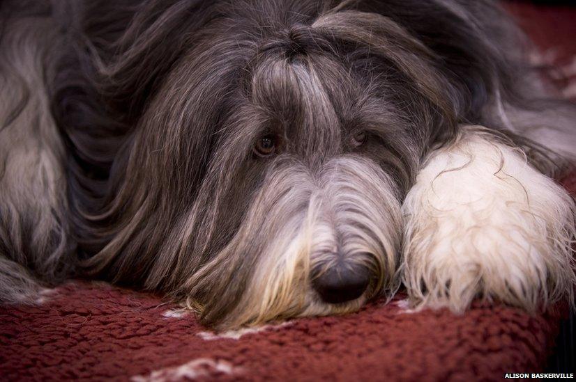 A bearded collie