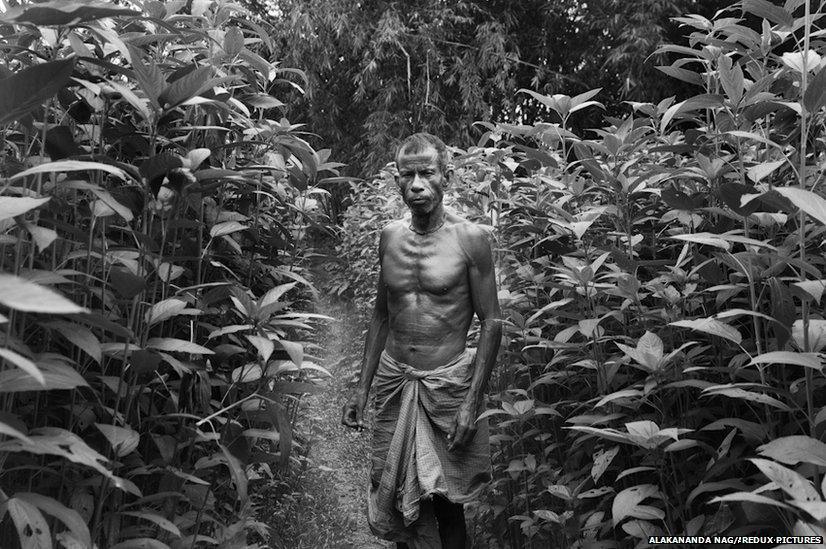 A man stands amidst jute plantation, the most important crop in the enclaves. The enclave dwellers survive mainly from subsistence farming.