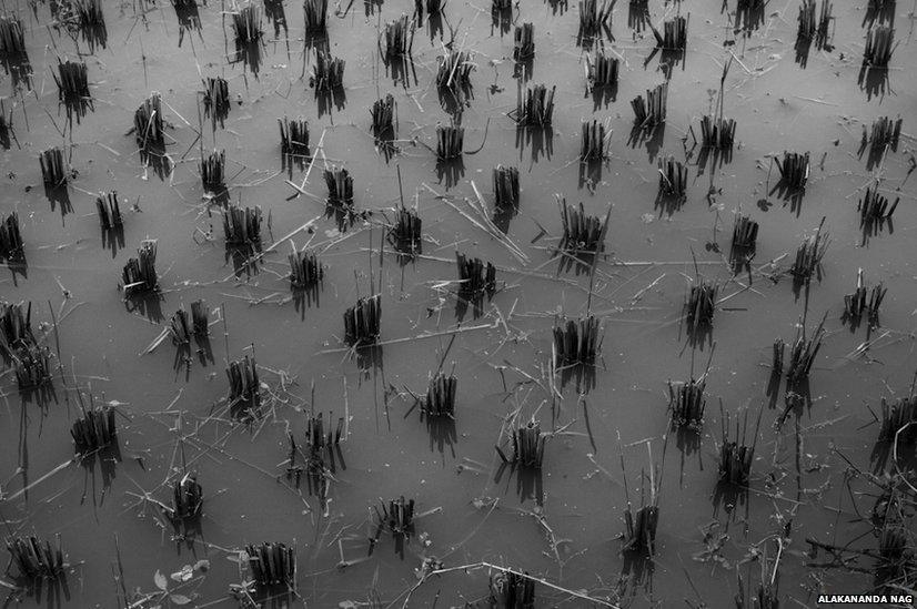 Paddy field full of water in Bangladeshi enclave in India