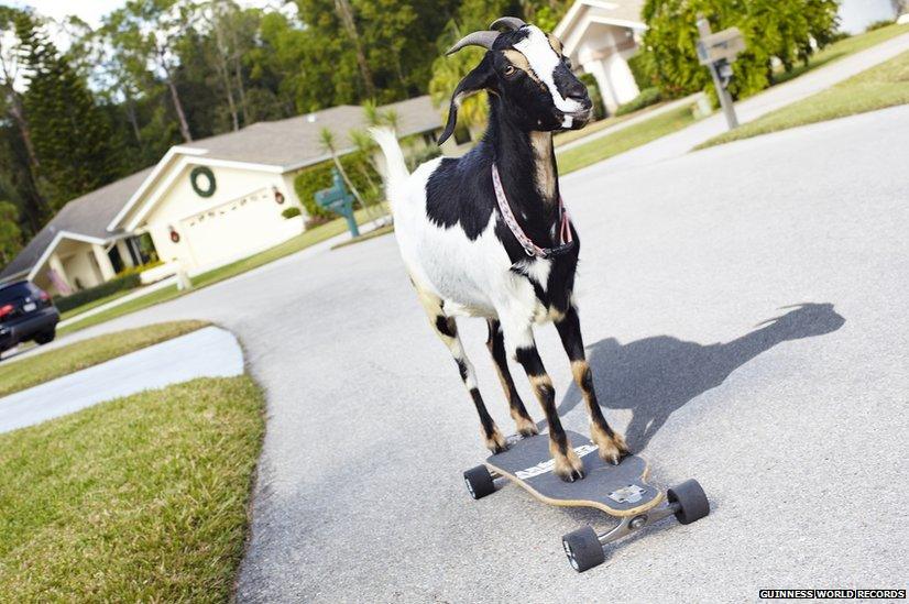 A skateboarding goat