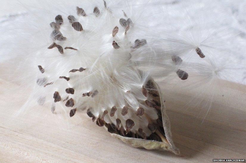 Seedpod bursting open