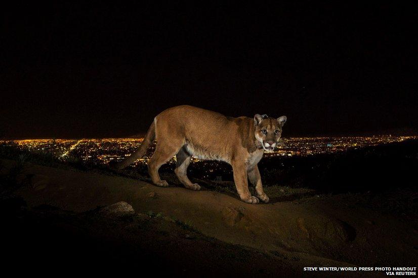 A cougar walking a trail in Los Angeles' Griffith Park