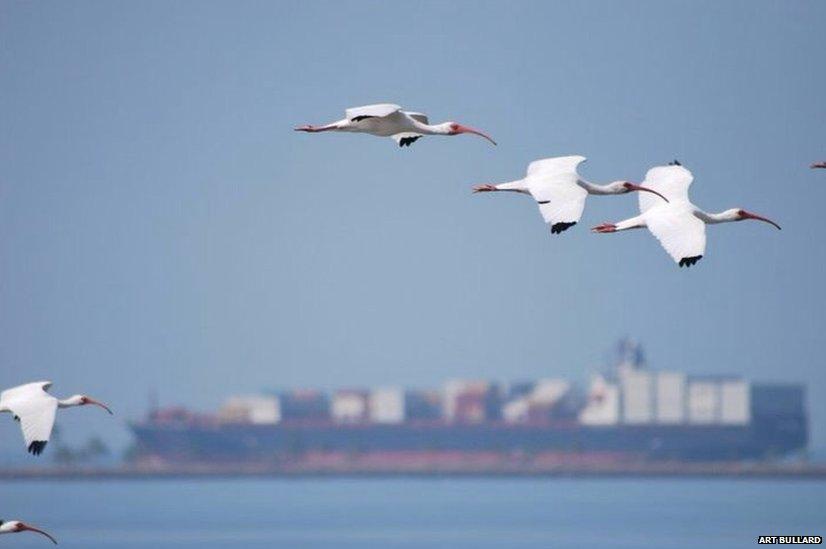 Pelicans