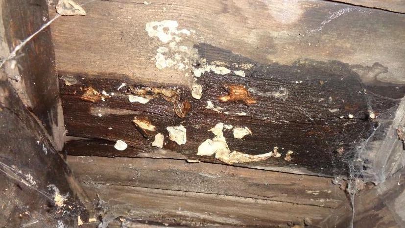 Damp timbers with fungal growths. 